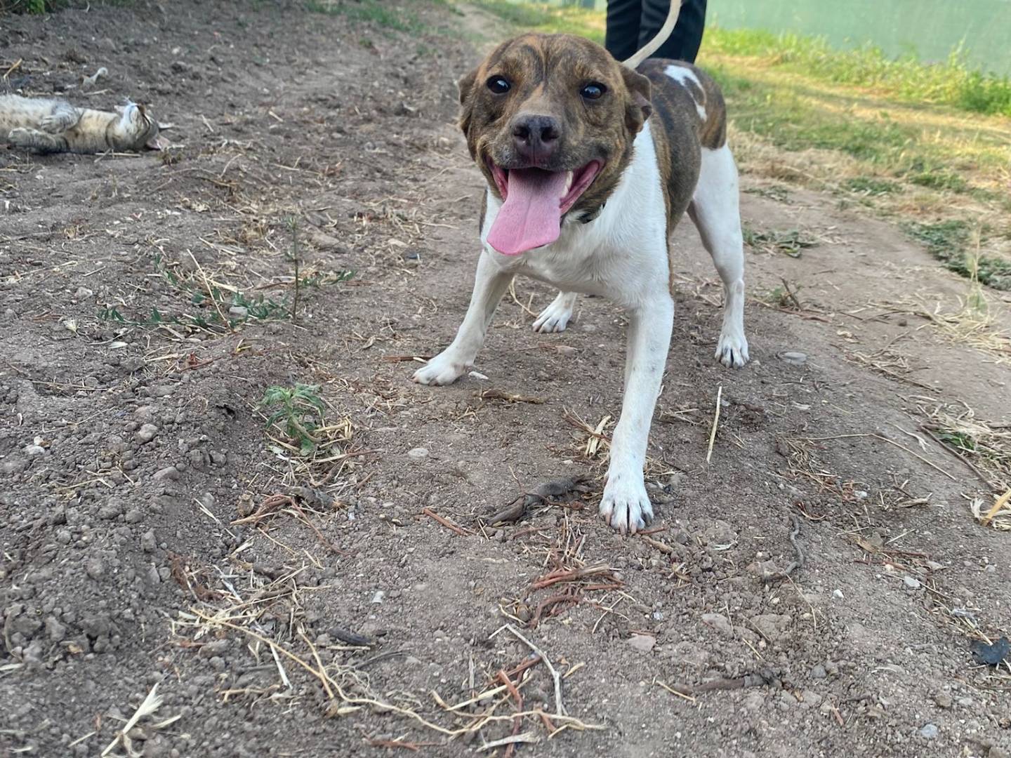 Adozione cane, maschio, Razza sconosciuta Razza sconosciuta, 1 anno e 7 mesi, taglia piccola, Oristano