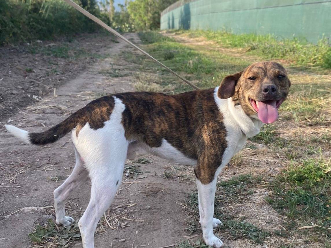 Adotta un cane, taglia piccola, maschio, Oristano