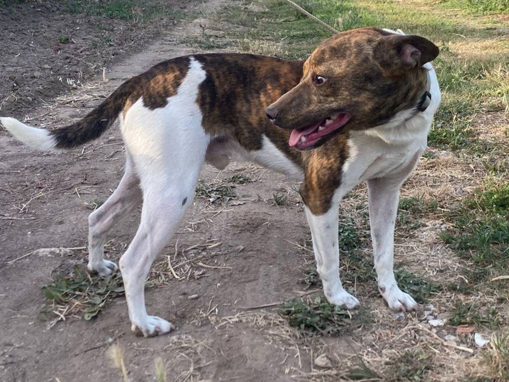 Adotta il cane Biscotto  a Oristano