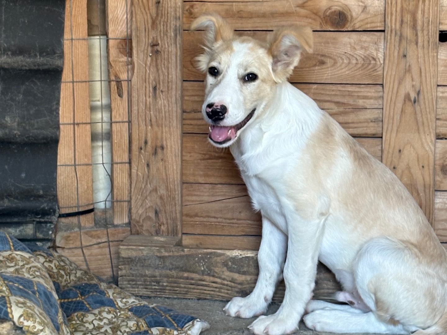 Adozione cane, maschio, Pastore maremmano Razza sconosciuta, 4 mesi, taglia grande, Siracusa