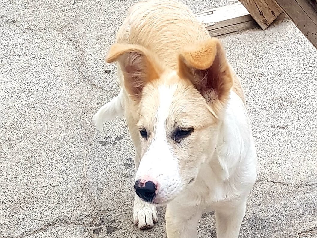 Adotta un cane, maschio, 4 mesi, Siracusa