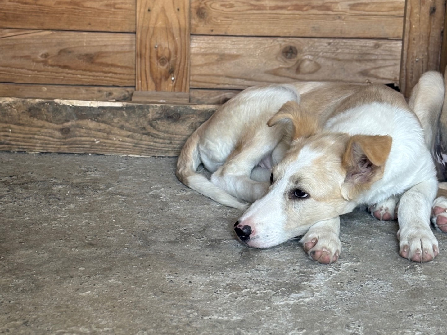Vuoi adottare un cane a Siracusa?