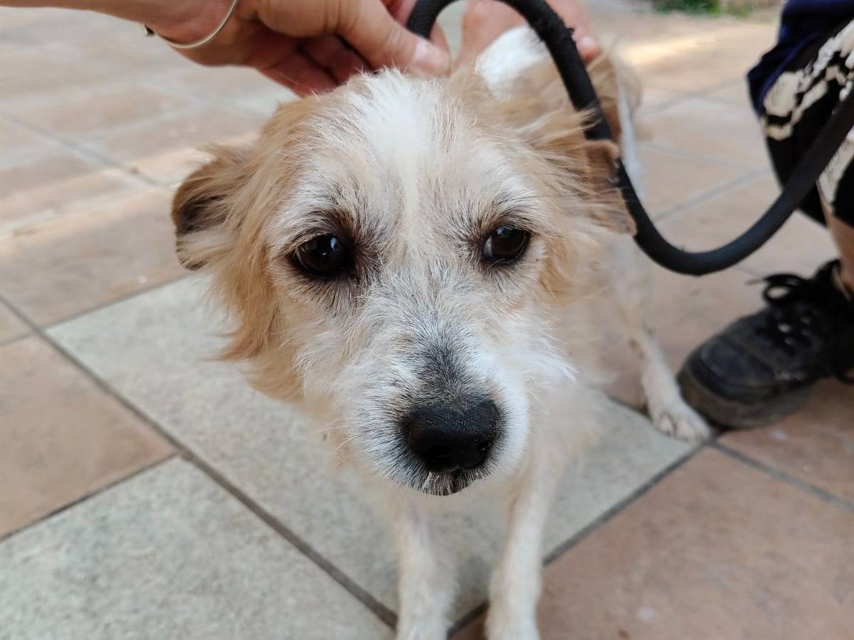 Adozione cane, maschio, Spinone Razza sconosciuta, 5 anni e 9 mesi, taglia piccola, Vibo