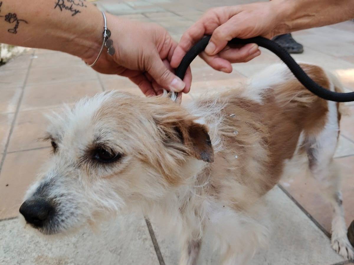 Adotta un cane, maschio, 5 anni e 9 mesi, Vibo