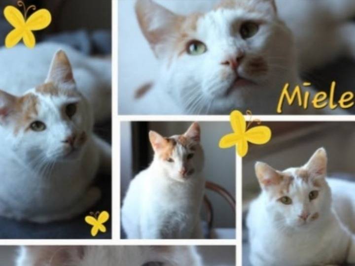 Adozione gatto, maschio, Razza sconosciuta Razza sconosciuta, 2 anni e 4 mesi, taglia non valida, Roma