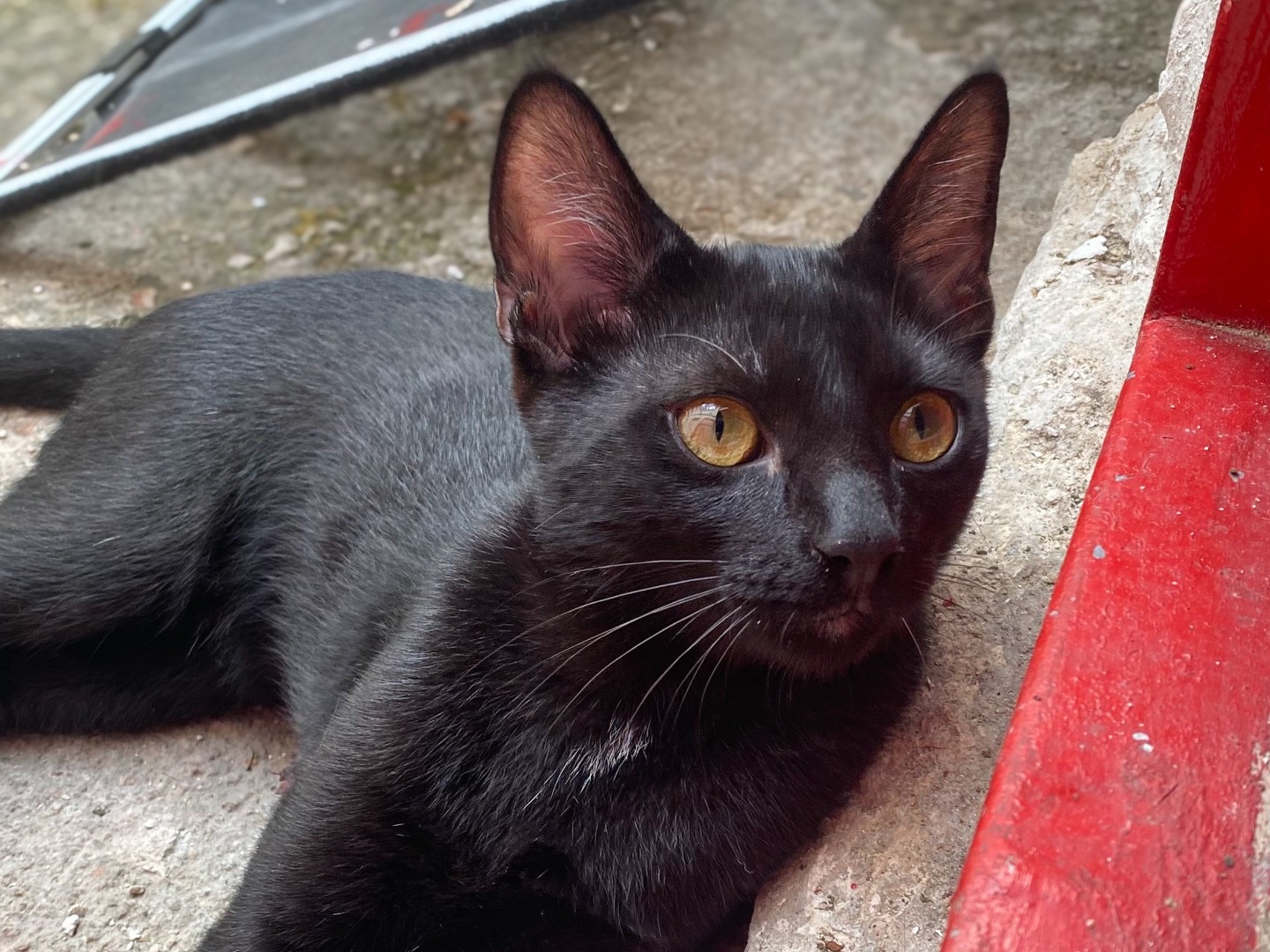 Vuoi adottare un gatto a Taranto?