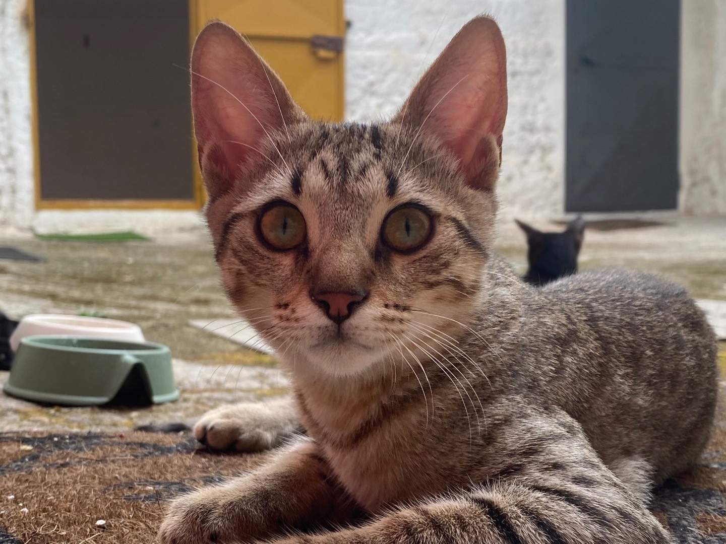 Adotta un gatto, taglia non valida, maschio, Taranto