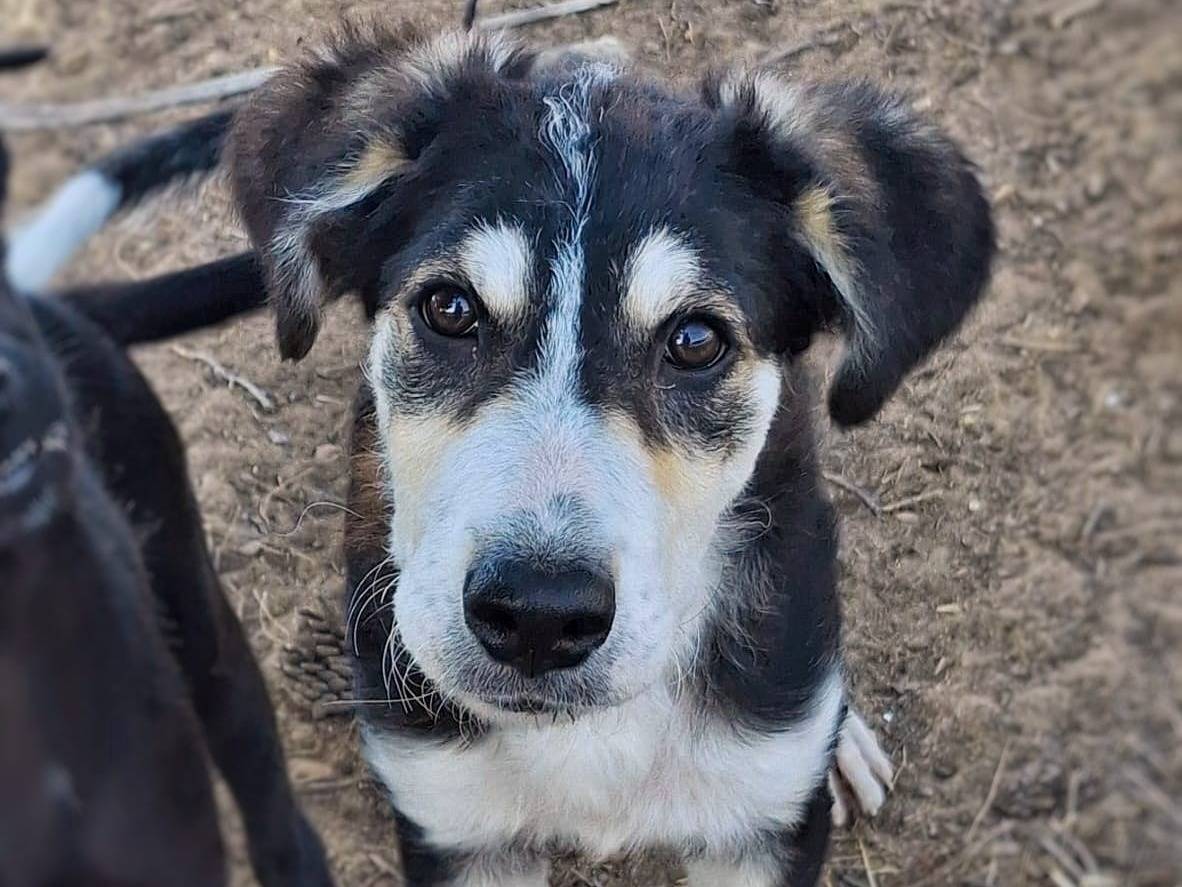 Adozione cane, femmina, Razza sconosciuta Razza sconosciuta, 5 mesi, taglia media, Crotone