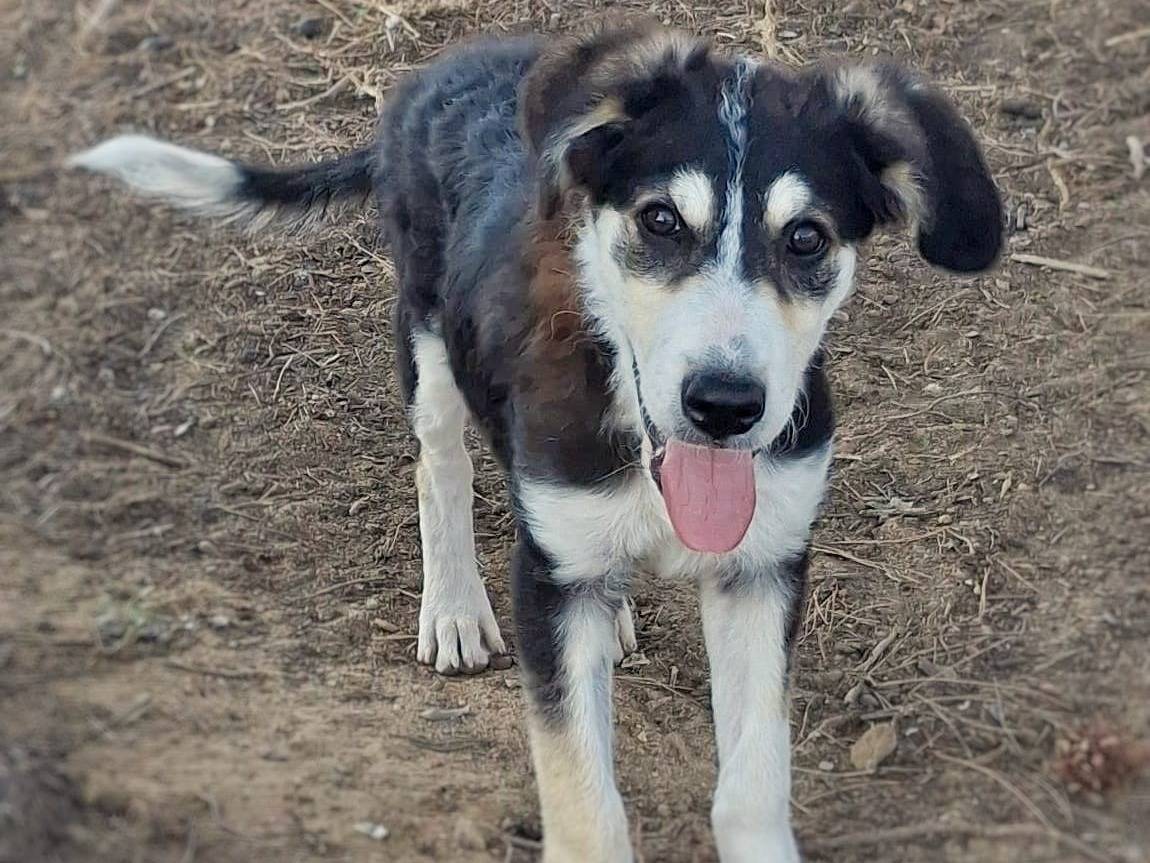 Adotta un cane, femmina, 5 mesi, Crotone