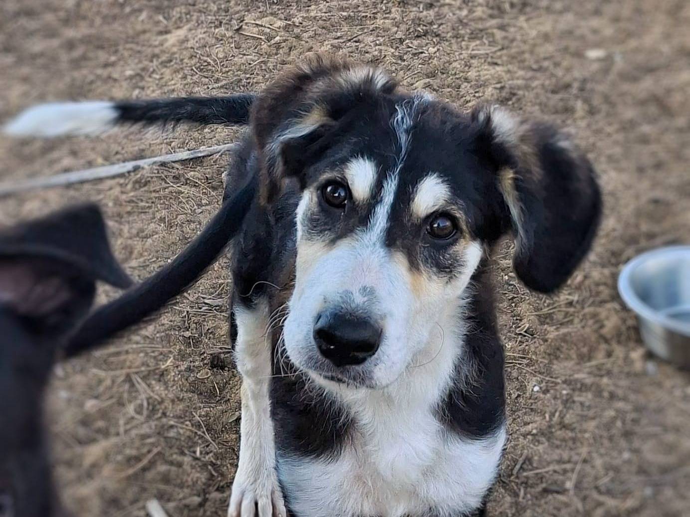 Adotta un cane, taglia media, femmina, Crotone