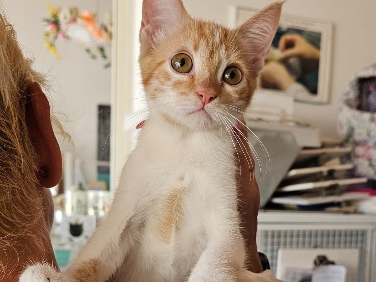 Adozione gatto, maschio, Razza sconosciuta Razza sconosciuta, 5 mesi, taglia non valida, Brescia