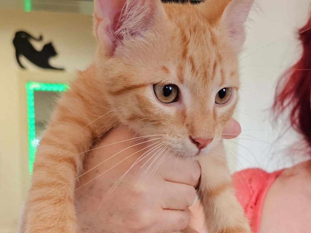 Adozione gatto, maschio, Razza sconosciuta Razza sconosciuta, 6 mesi, taglia non valida, Brescia