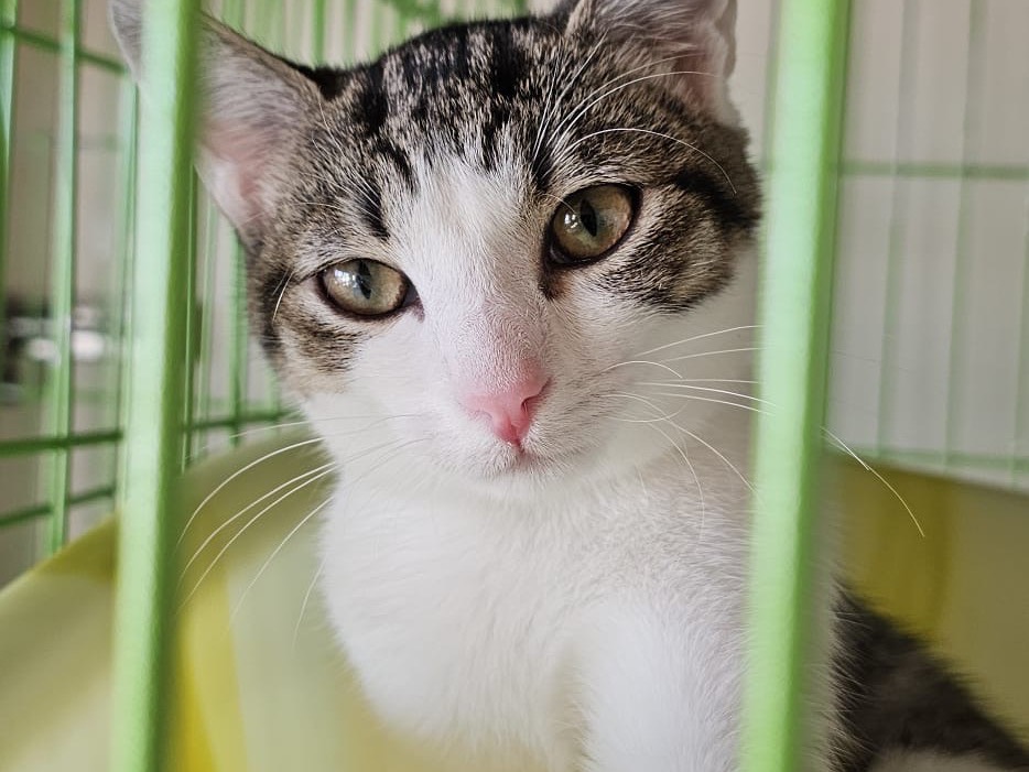 Adotta un gatto, femmina, 4 mesi, Brescia