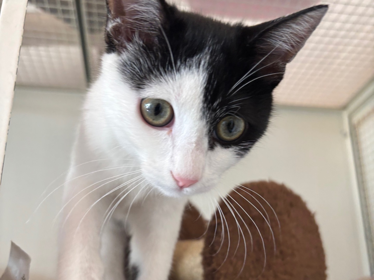 Adozione gatto, maschio, Razza sconosciuta Razza sconosciuta, 3 mesi, taglia non valida, Brescia