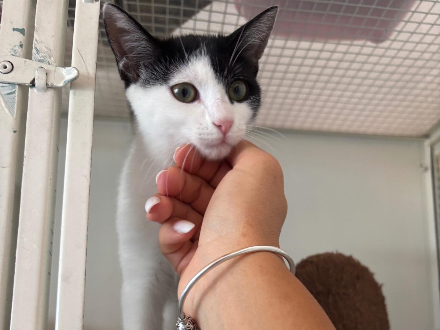 Adotta un gatto, maschio, 3 mesi, Brescia