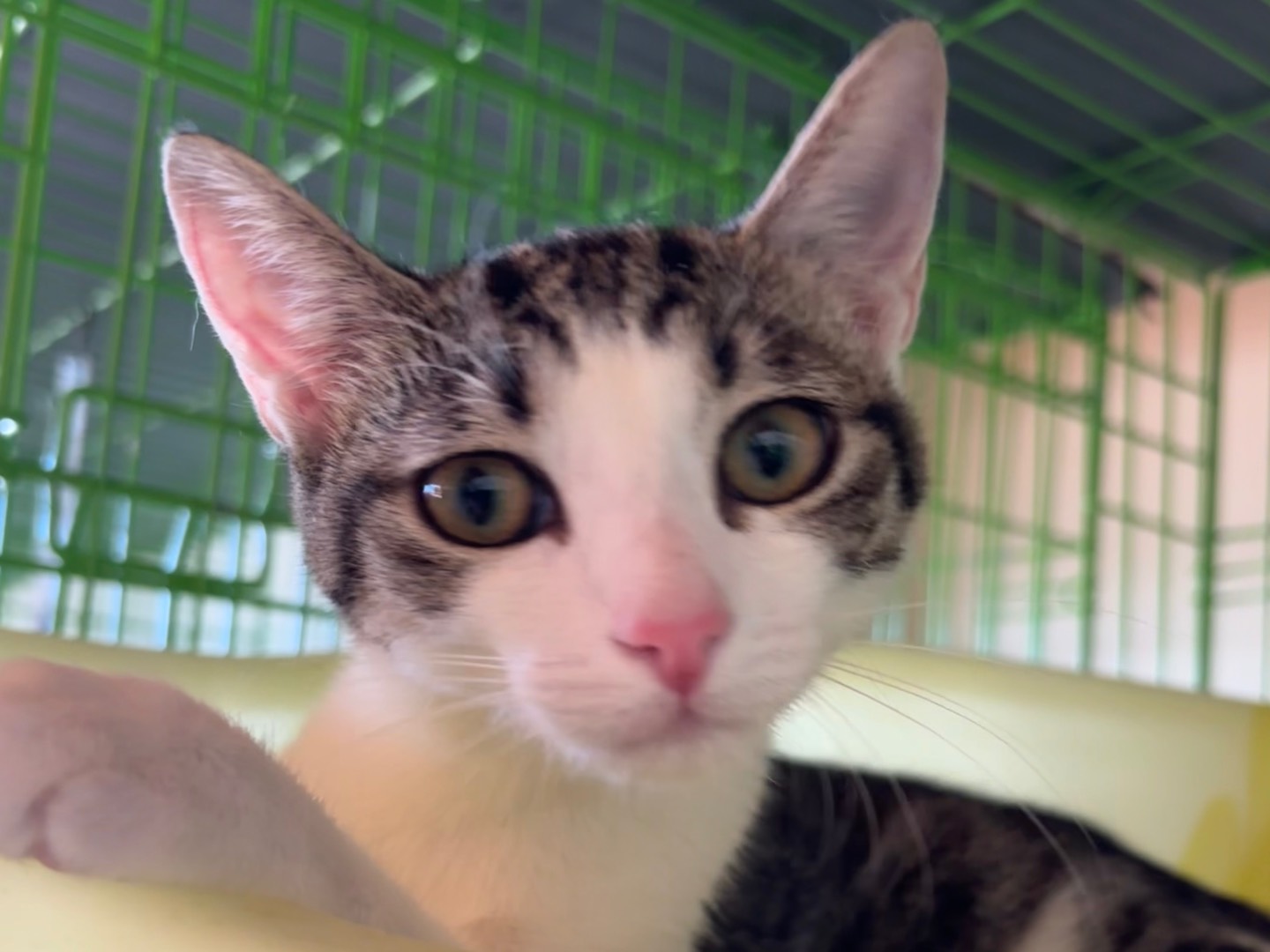 Adozione gatto, femmina, Razza sconosciuta Razza sconosciuta, 4 mesi, taglia non valida, Brescia
