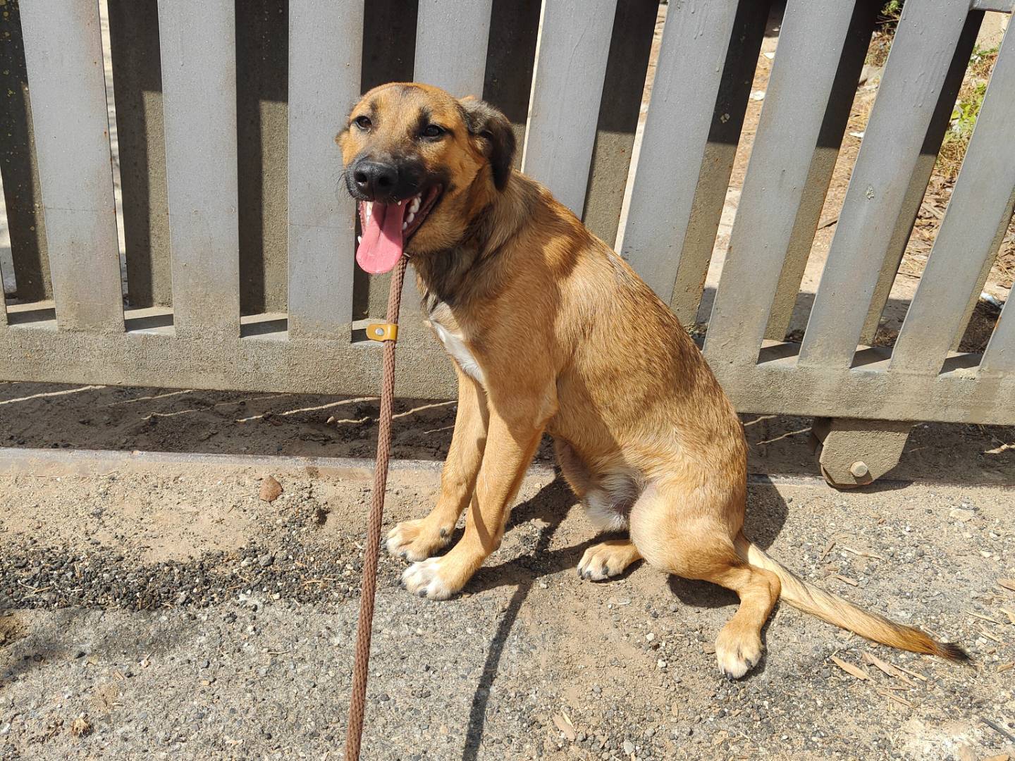Adozione cane, maschio, Razza sconosciuta Razza sconosciuta, 10 mesi, taglia media contenuta, Vibo
