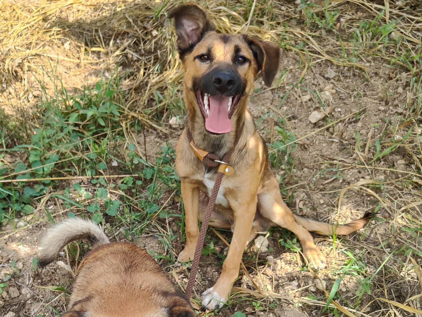 Adotta un cane, maschio, 10 mesi, Vibo
