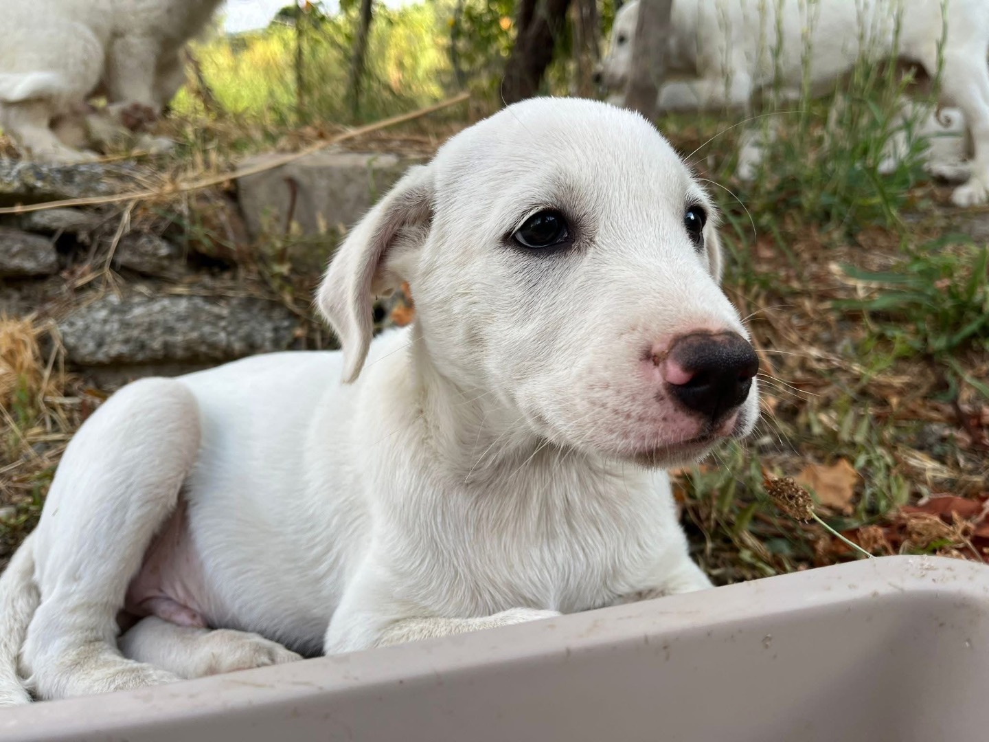 Adozione cane, maschio, Razza sconosciuta Razza sconosciuta, 3 mesi, taglia media, Verona