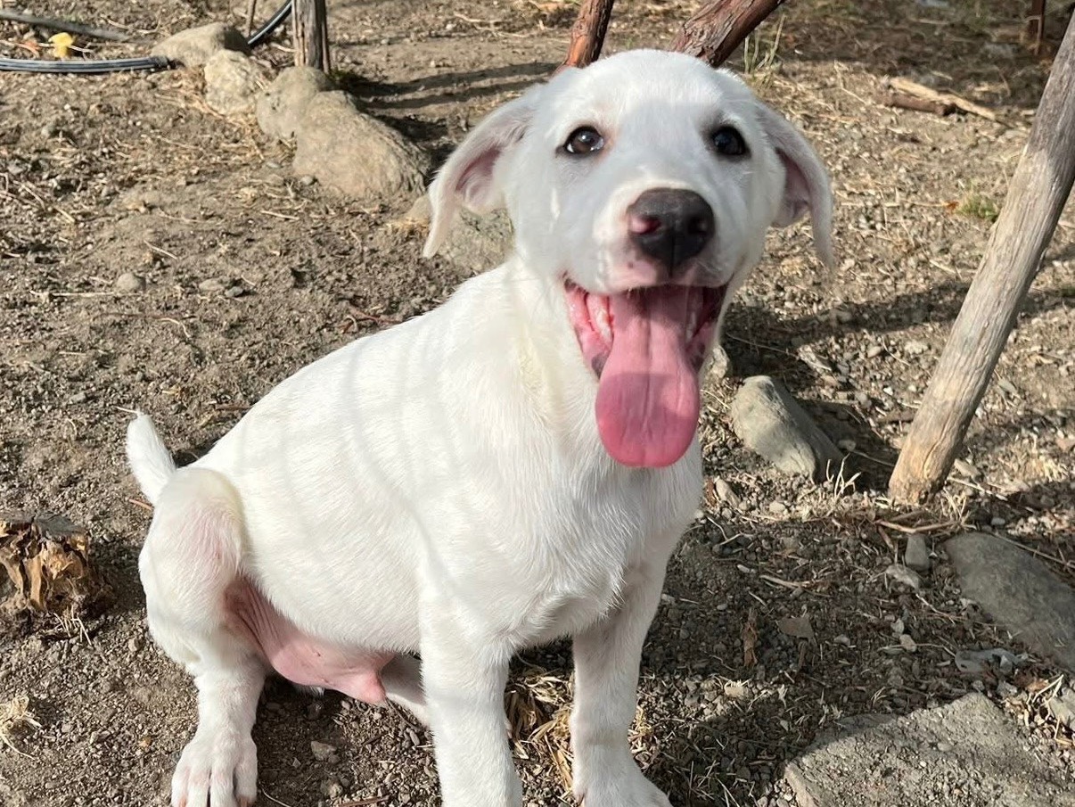 Adotta un cane, maschio, 3 mesi, Verona