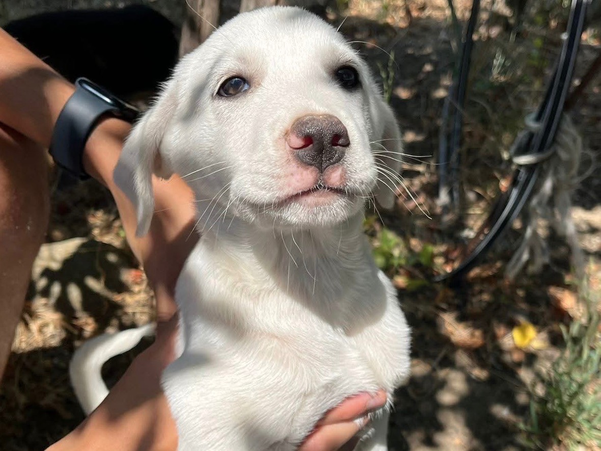 Adotta un cane, taglia media, maschio, Verona