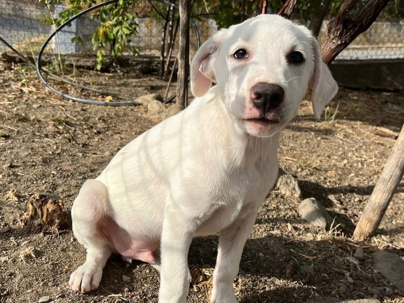 Vuoi adottare un cane a Verona?
