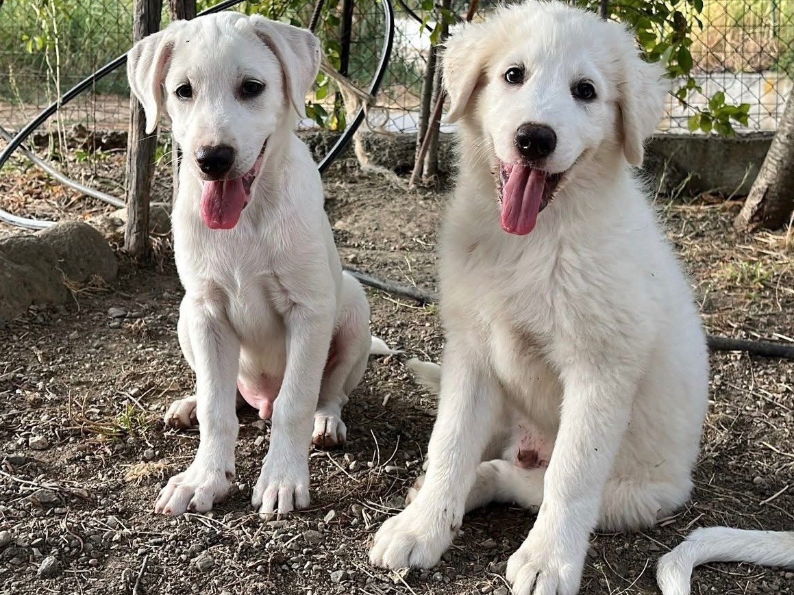 Adotta il cane ROCKY a Verona