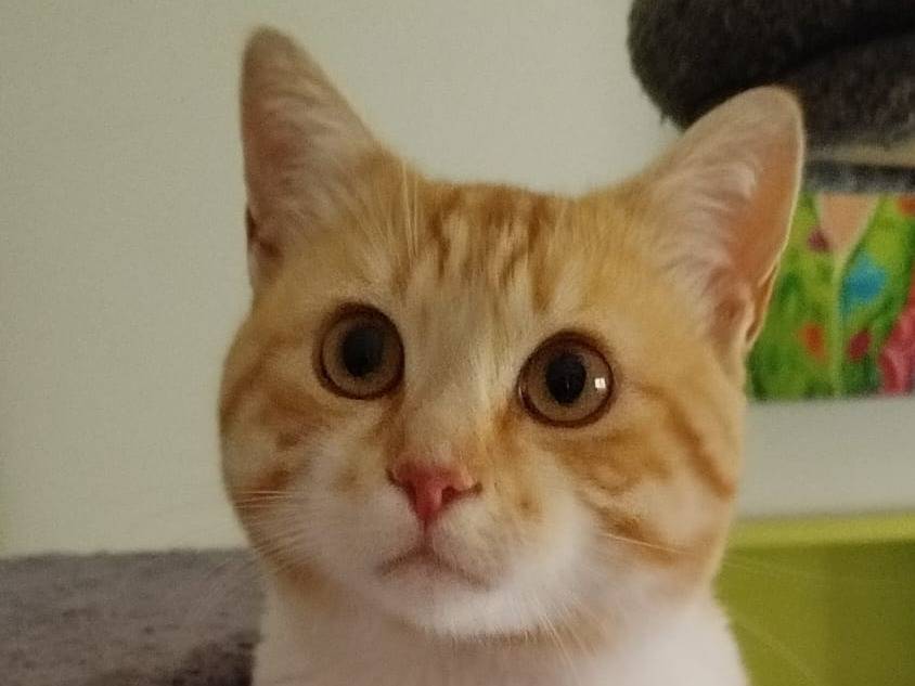 Adozione gatto, maschio, Razza sconosciuta Razza sconosciuta, 1 anno e 5 mesi, taglia non valida, Verona