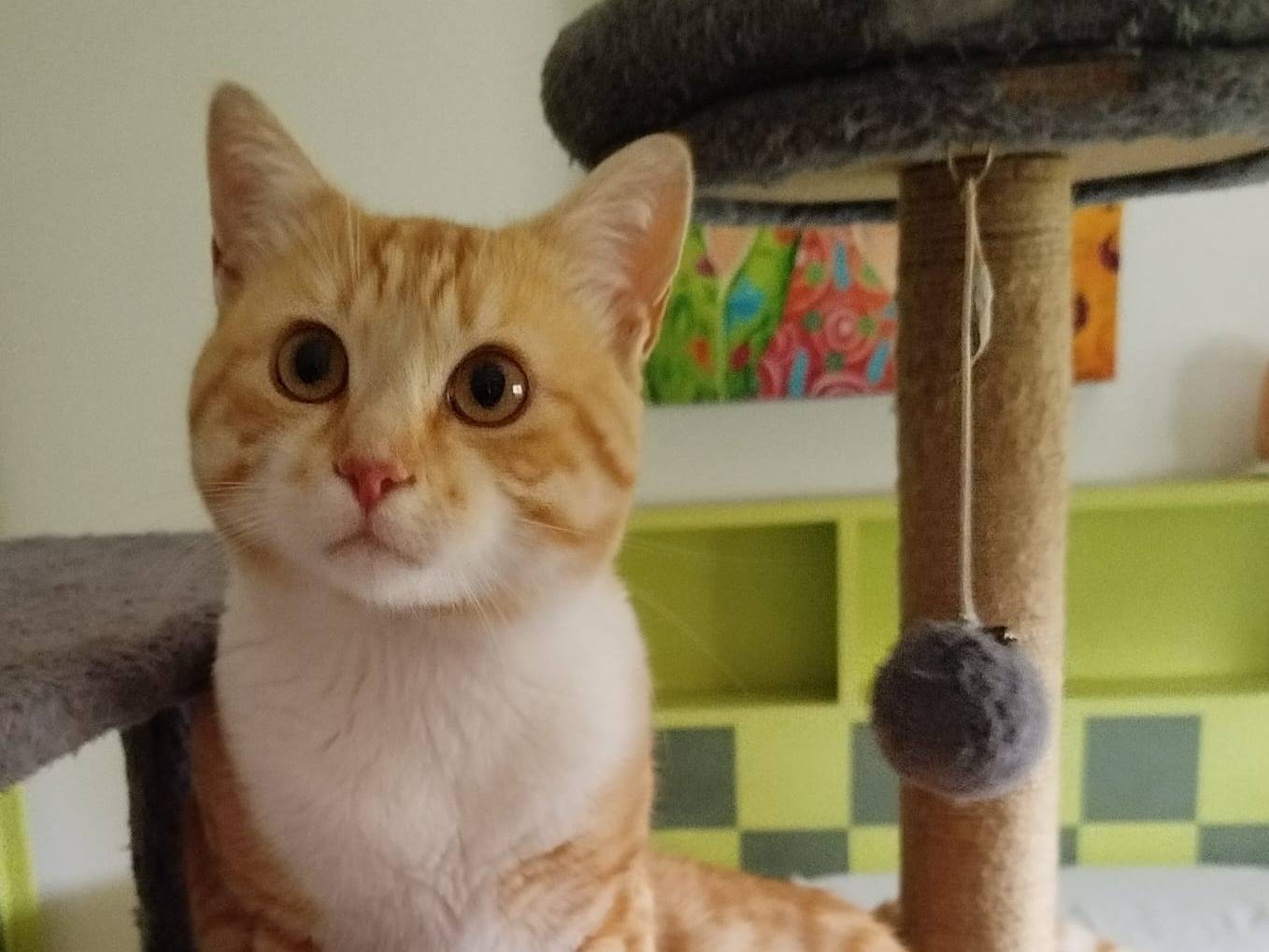 Adotta un gatto, maschio, 1 anno e 5 mesi, Verona