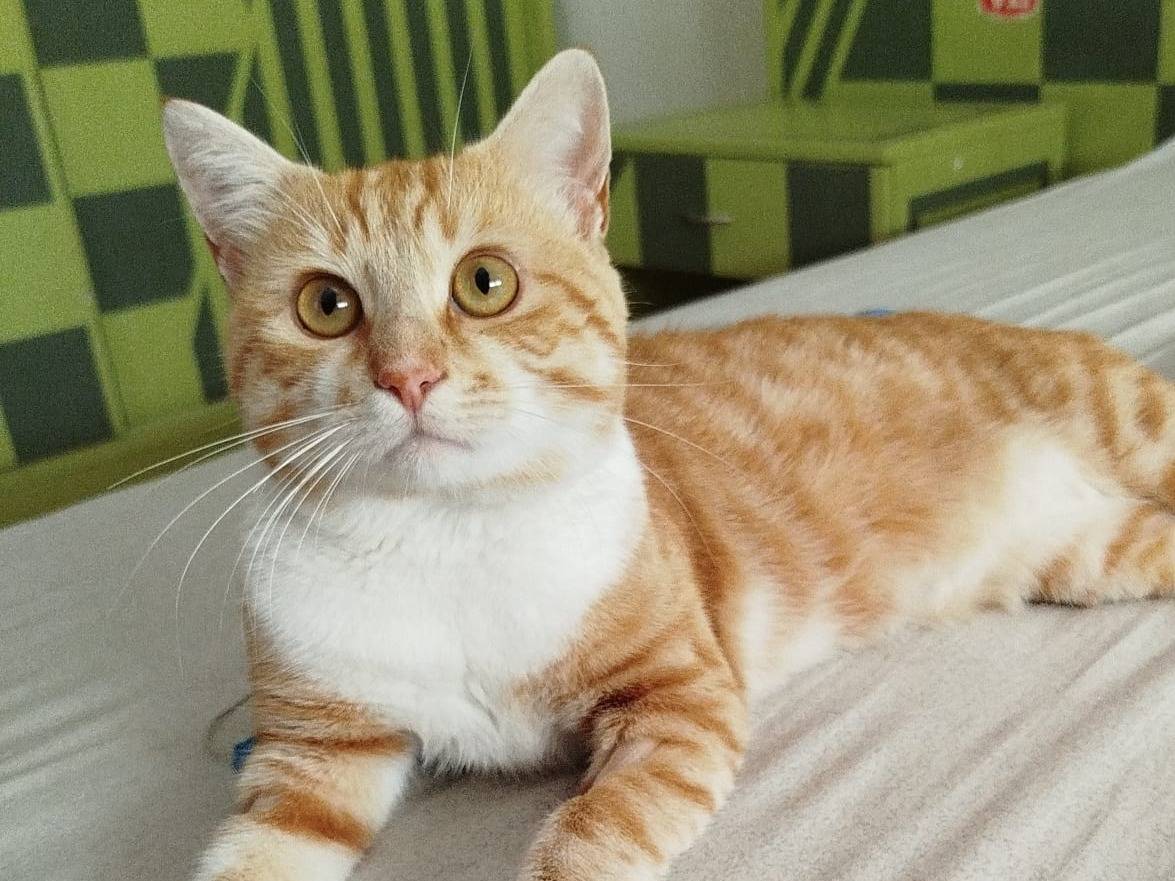 Adotta un gatto, taglia non valida, maschio, Verona