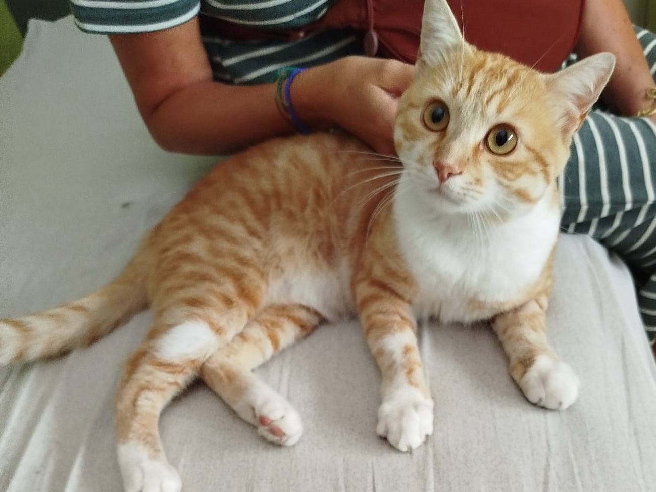 Vuoi adottare un gatto a Verona?