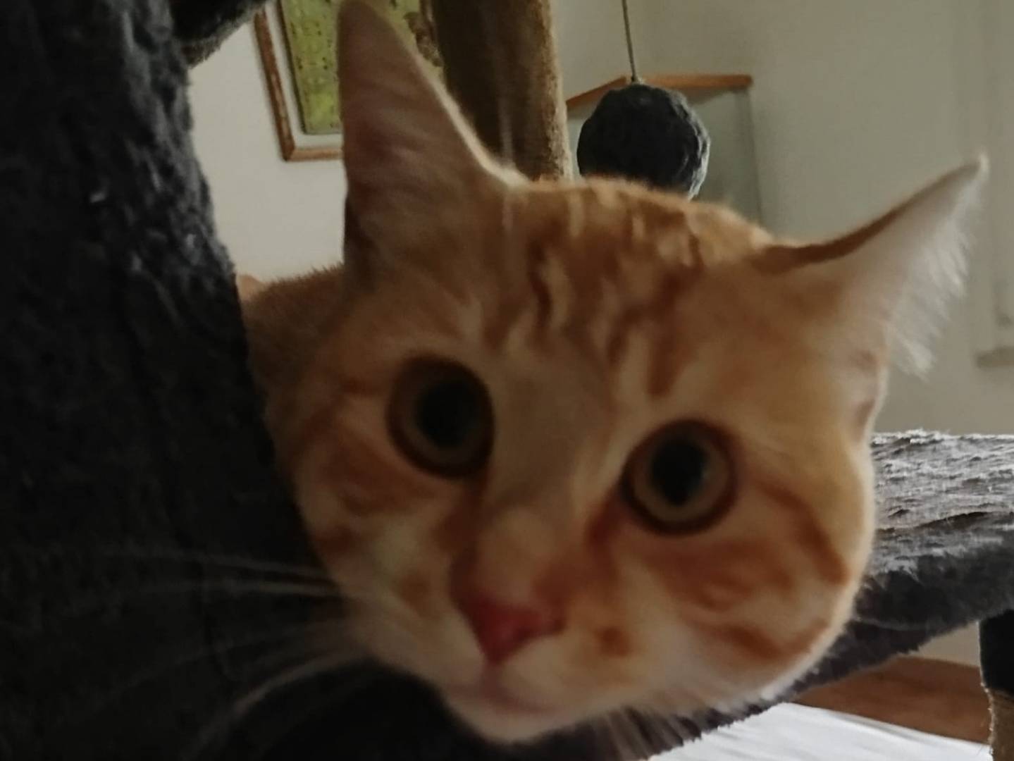 Adotta il gatto Sasha a Verona