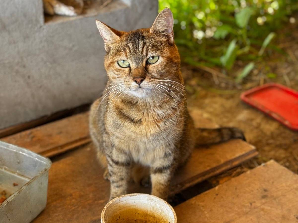 Adozione gatto, femmina, Razza sconosciuta Razza sconosciuta, 5 anni e 10 mesi, taglia non valida, Verona