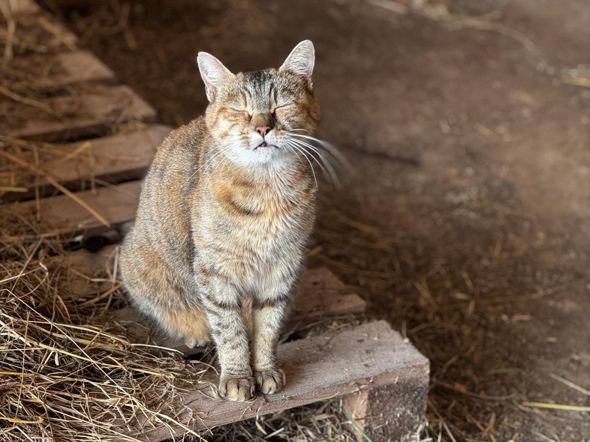 Adotta un gatto, femmina, 5 anni e 10 mesi, Verona