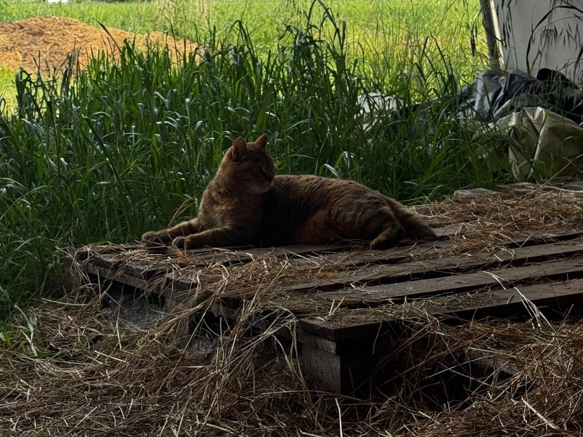 Adotta un gatto, taglia non valida, femmina, Verona