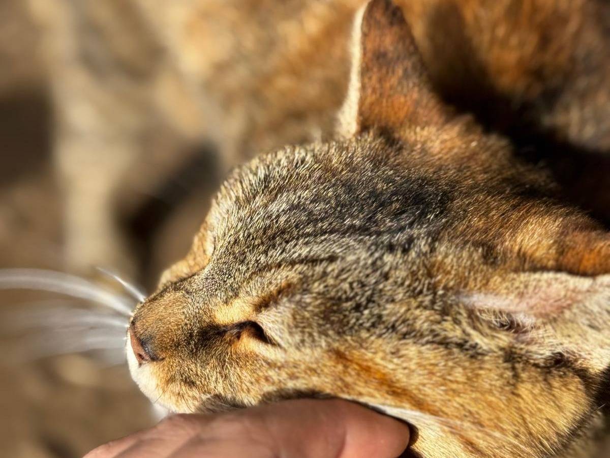 Vuoi adottare un gatto a Verona?