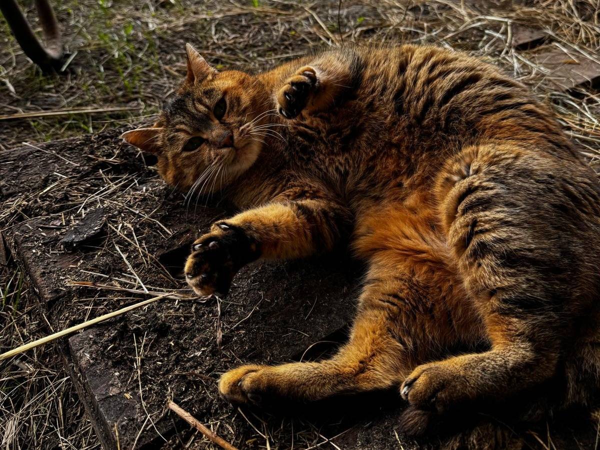Adotta il gatto Amore  a Verona