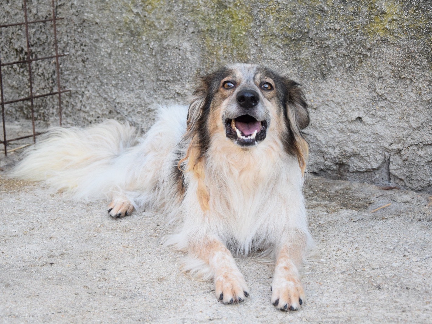Adozione cane, maschio, Razza sconosciuta Razza sconosciuta, 4 anni e 11 mesi, taglia media, Pescara