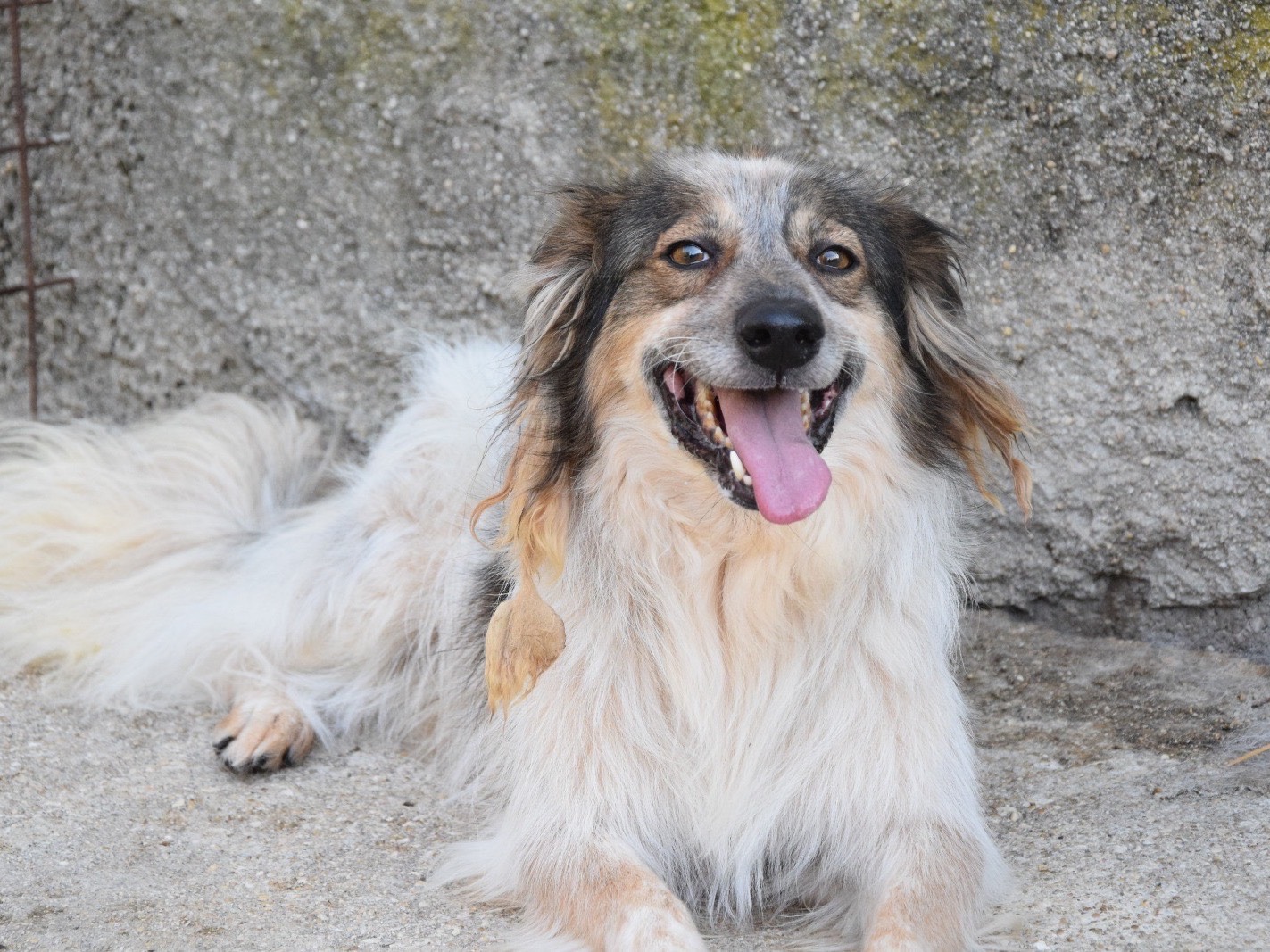Adotta un cane, taglia media, maschio, Pescara