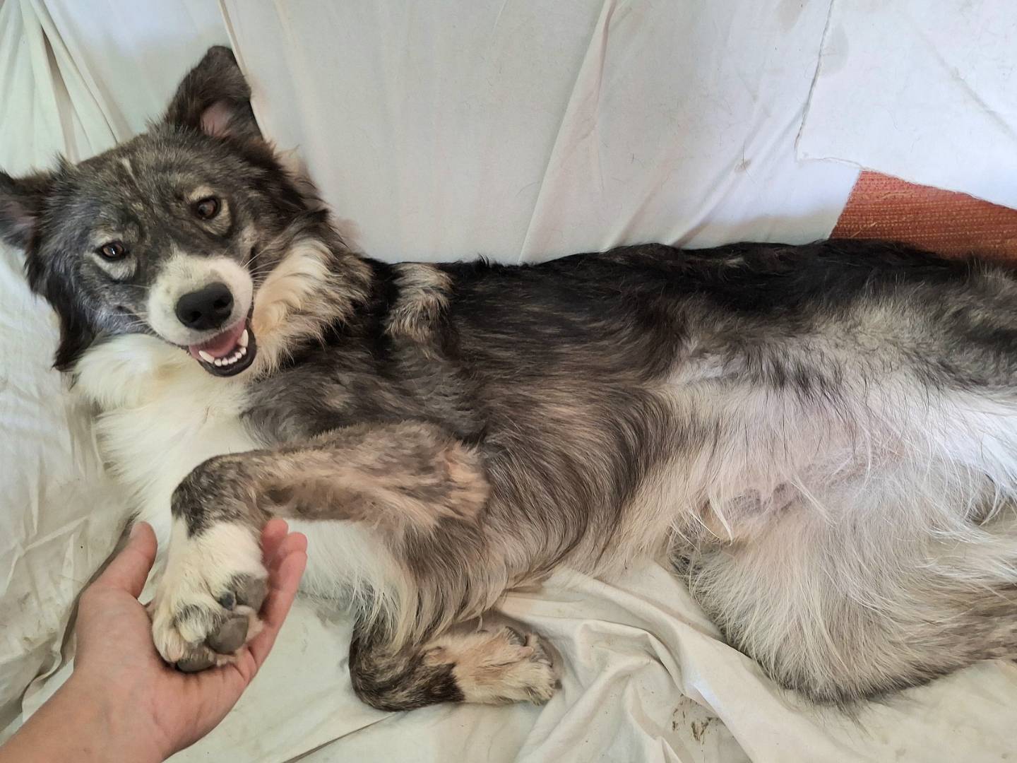 Adozione cane, maschio, Razza sconosciuta Razza sconosciuta, 1 anno e 2 mesi, taglia media, Palermo
