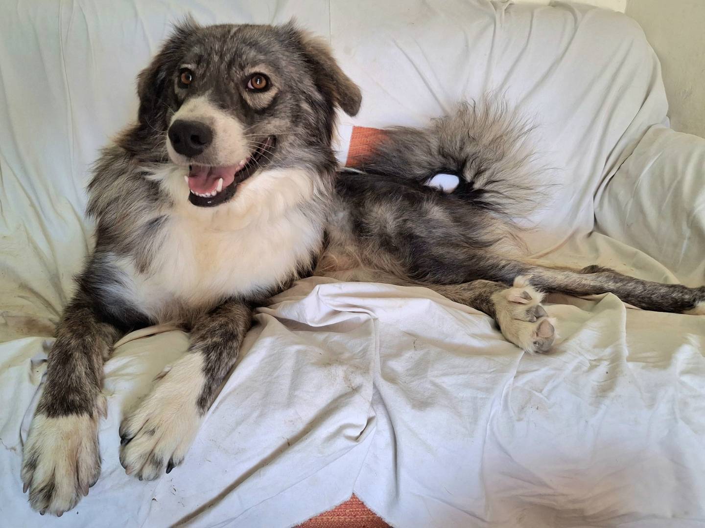 Adotta un cane, maschio, 1 anno e 2 mesi, Palermo