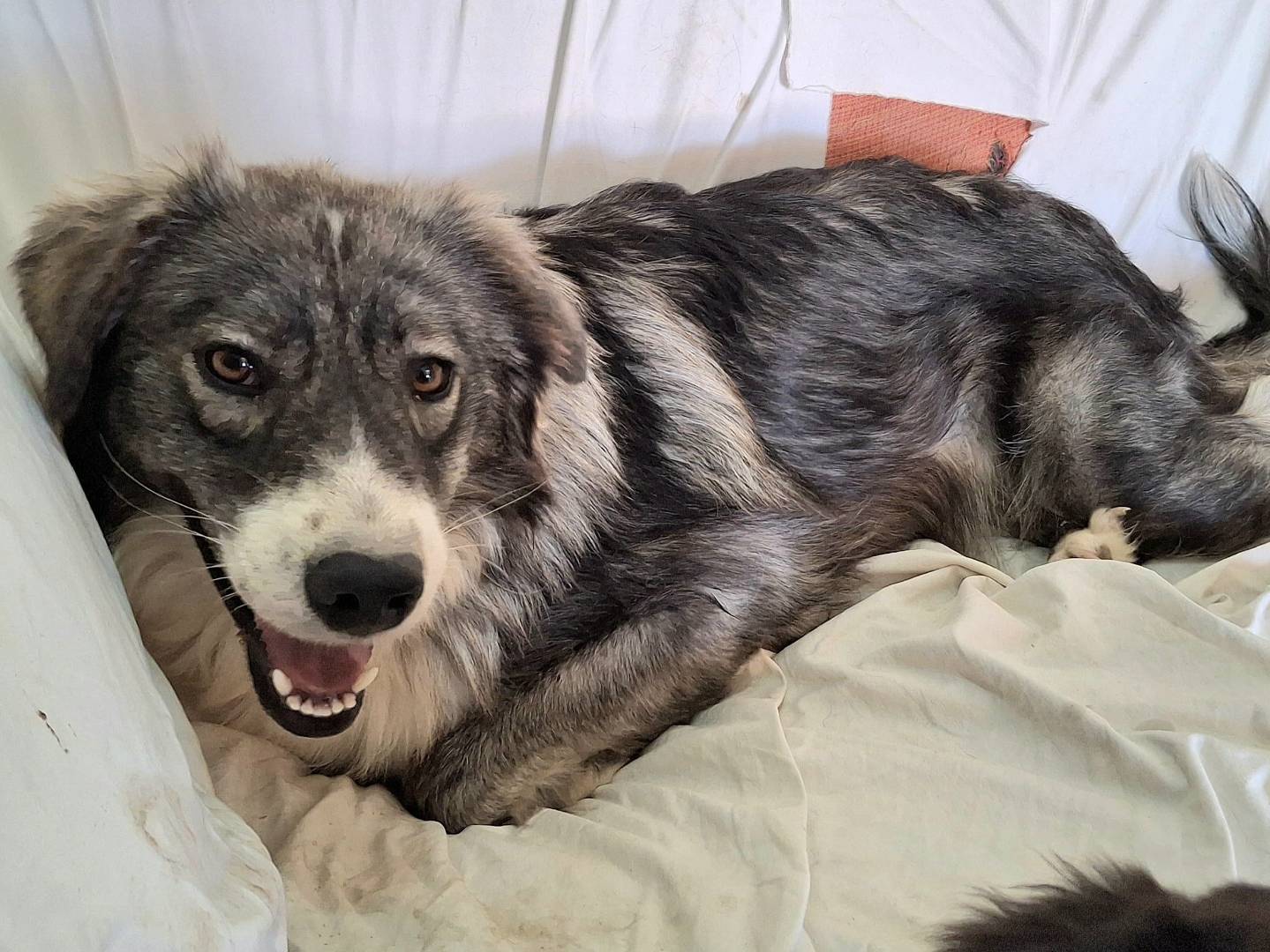 Vuoi adottare un cane a Palermo?