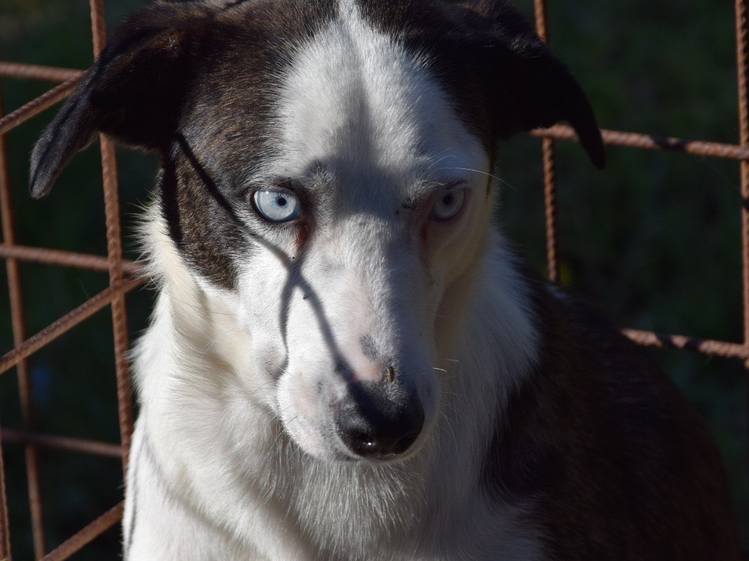 Adotta un cane, maschio, 6 anni, Pescara