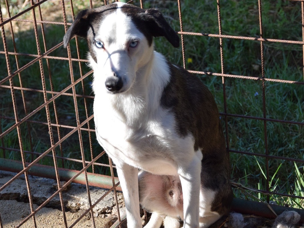 Adotta un cane, taglia media, maschio, Pescara