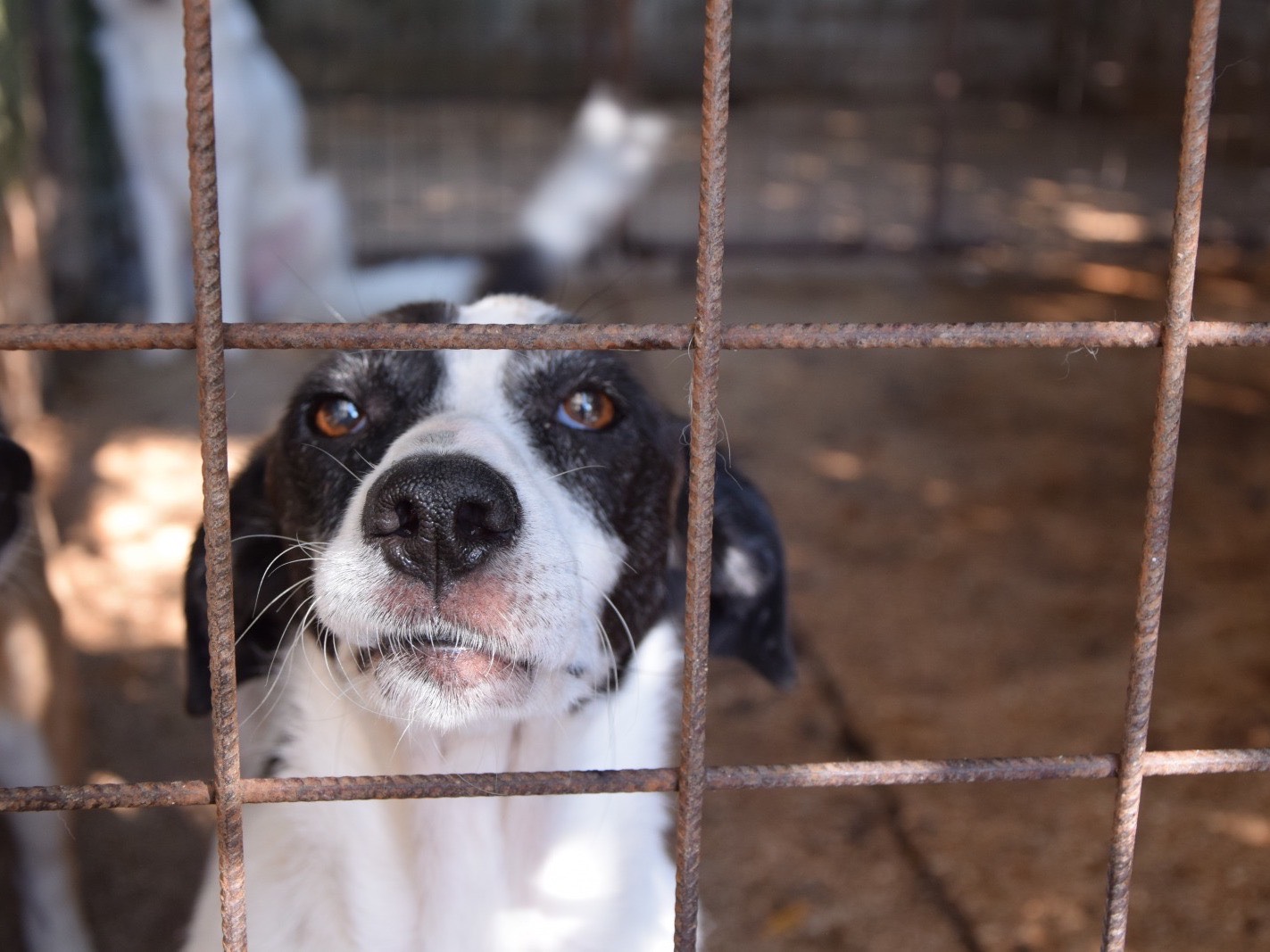 Adozione cane, femmina, Razza sconosciuta Razza sconosciuta, 8 anni e 1 mese, taglia media, Pescara
