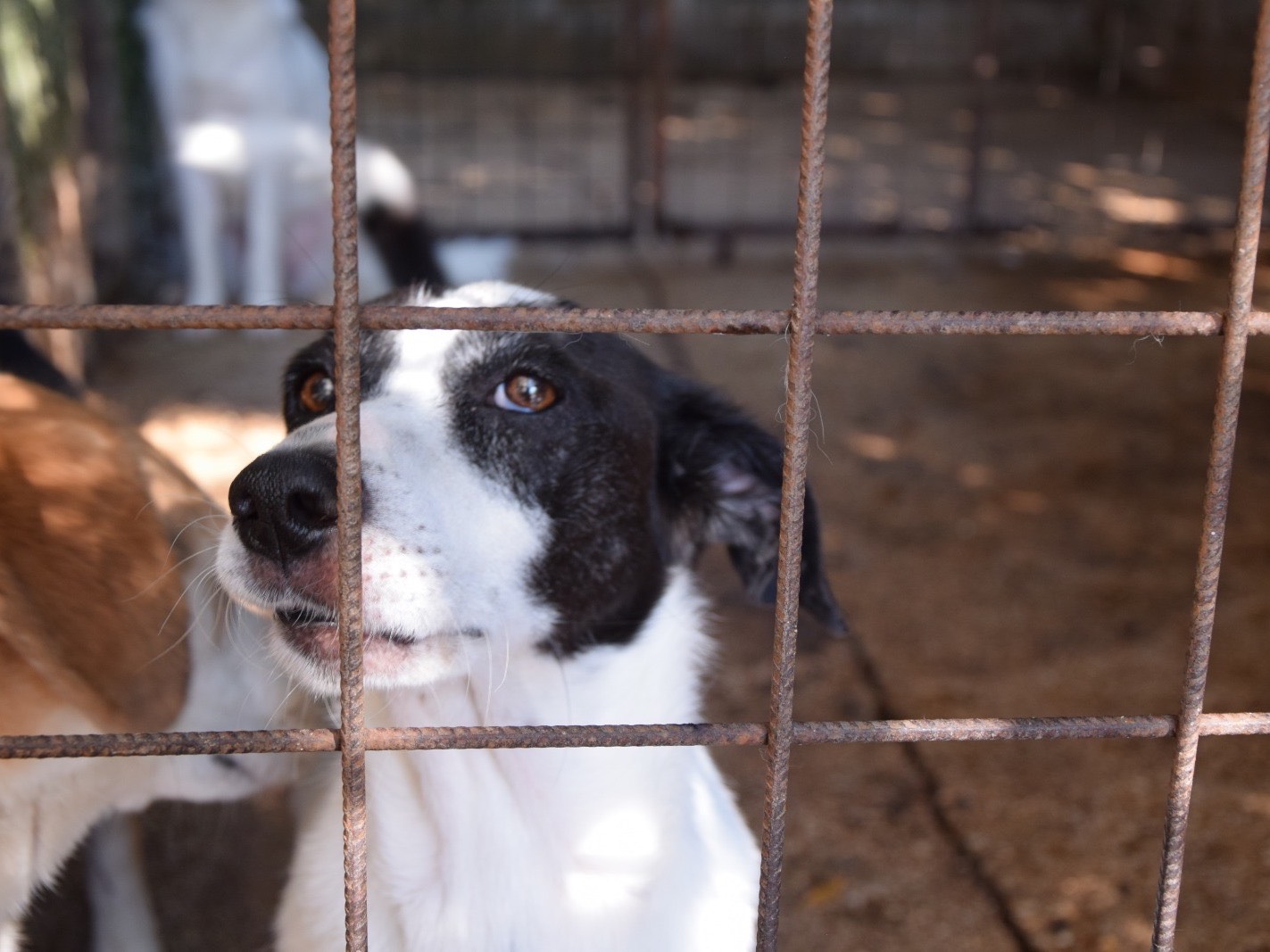 Adotta un cane, femmina, 8 anni e 1 mese, Pescara