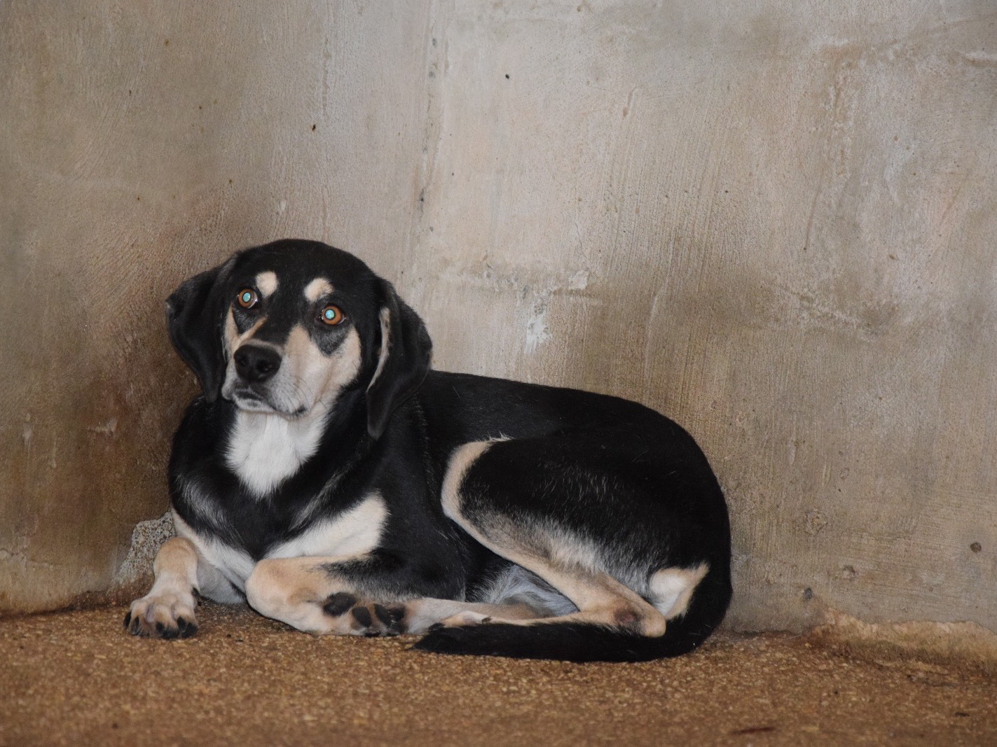 Adozione cane, femmina, Razza sconosciuta Razza sconosciuta, 6 anni e 11 mesi, taglia media, Pescara
