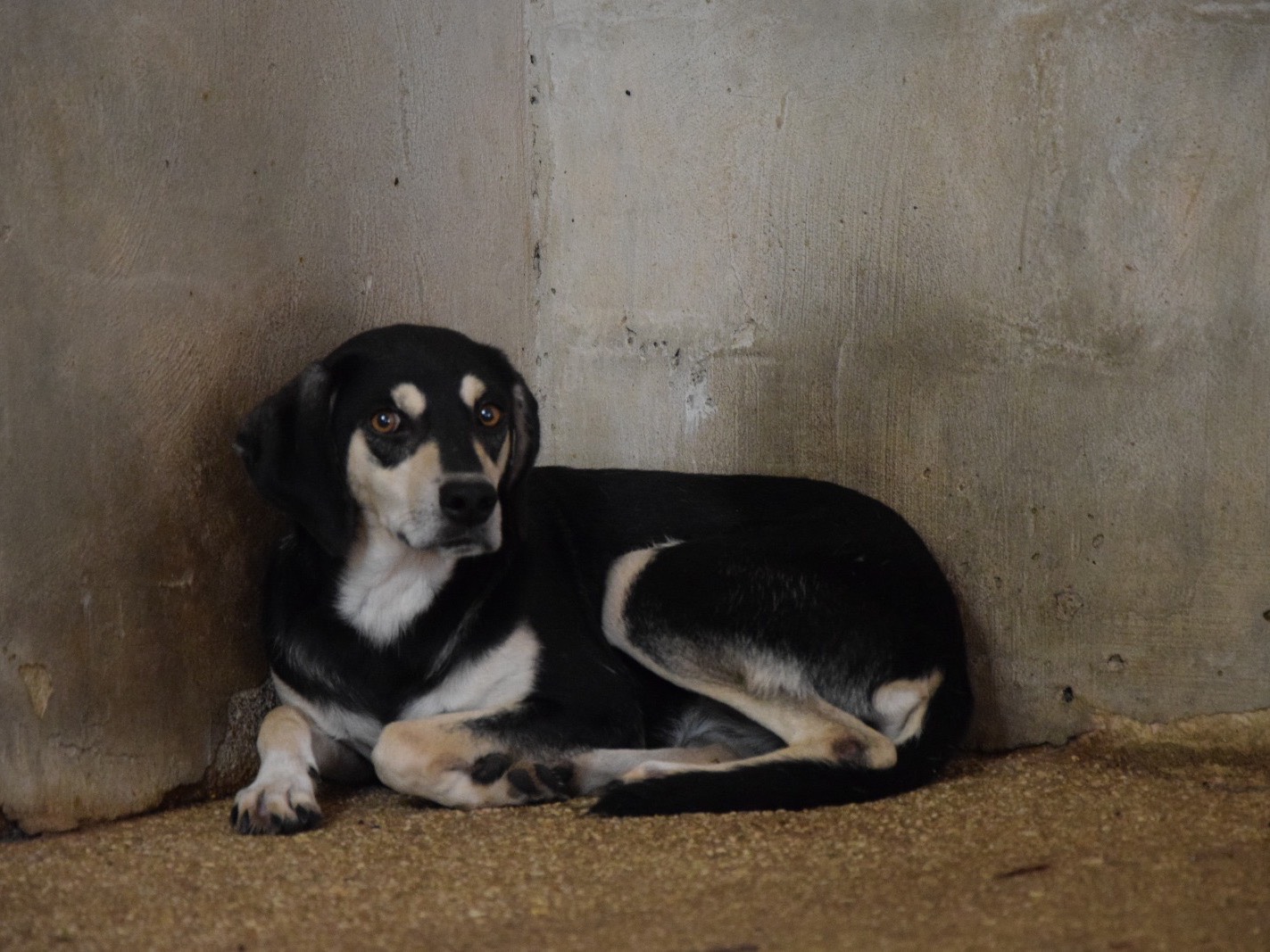 Adotta un cane, femmina, 6 anni e 11 mesi, Pescara
