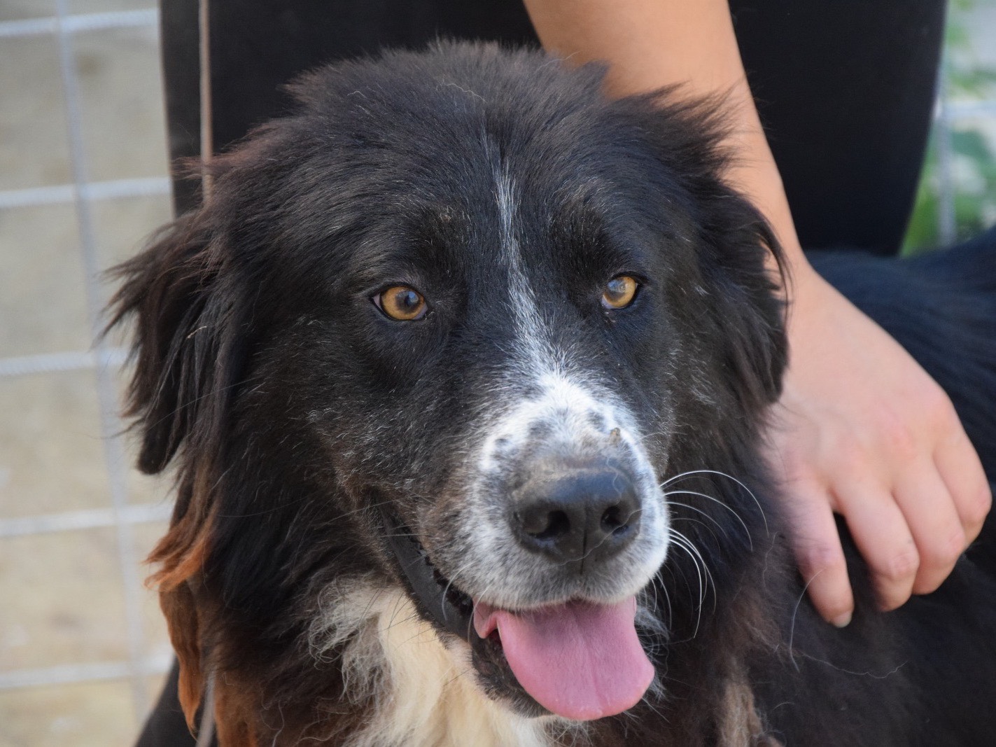 Adozione cane, maschio, Razza sconosciuta Razza sconosciuta, 5 anni e 8 mesi, taglia grande, Pescara