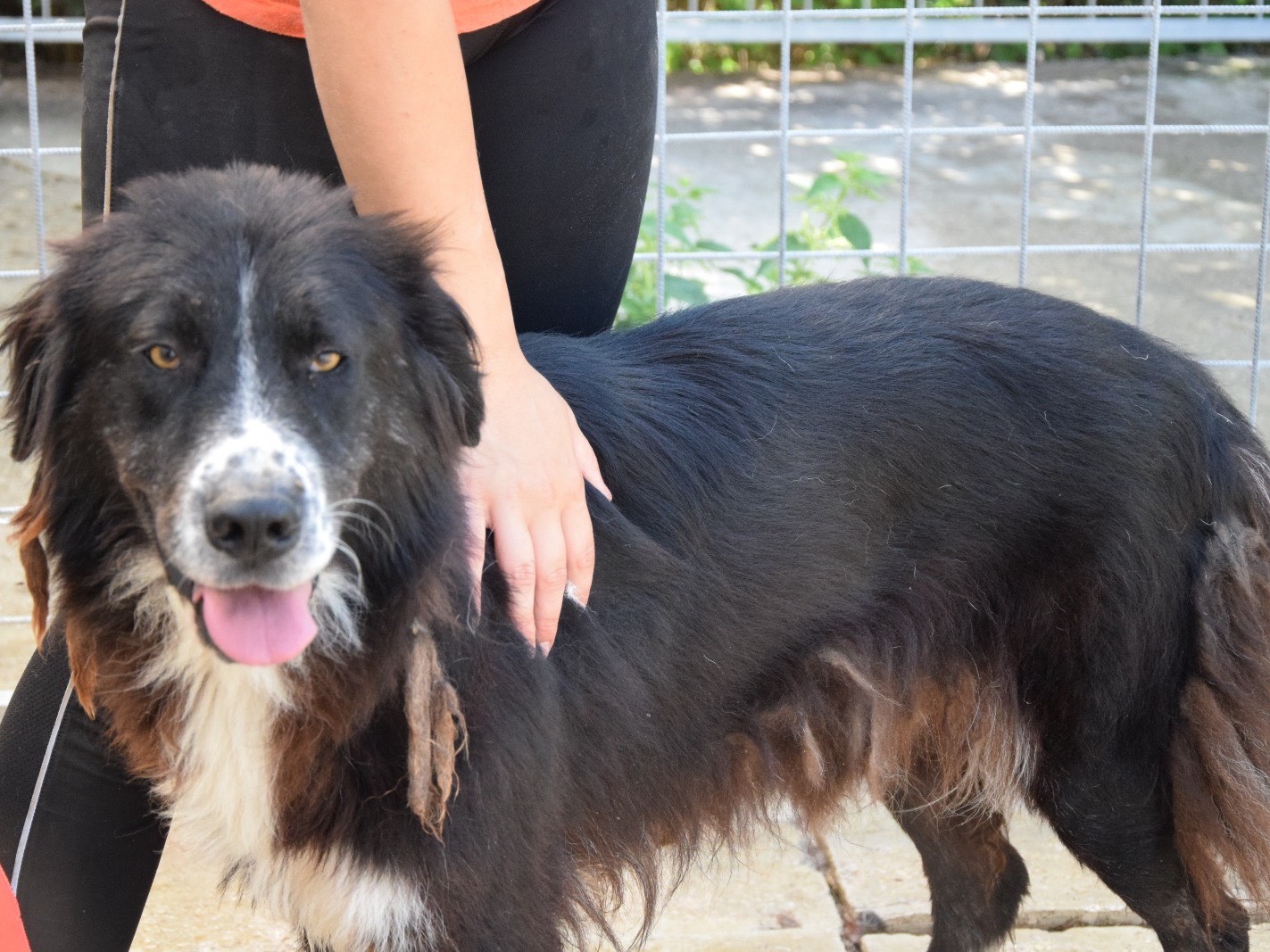 Adotta un cane, maschio, 5 anni e 8 mesi, Pescara